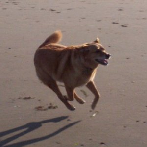 Foxy running on beach in Bandon, Oregon