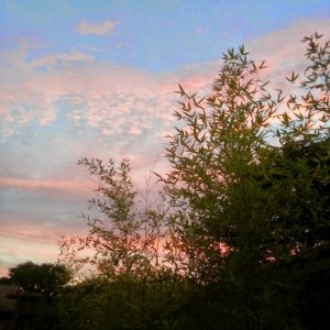 Sunset through the bamboo from our deck at home in Portland, Oregon