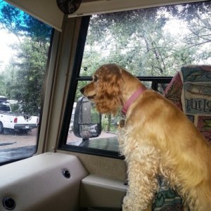 Honey Girl spotting wild turkeys for the first time near Julian, CA