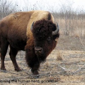 TEXAS BISON HERD 39404831[1]