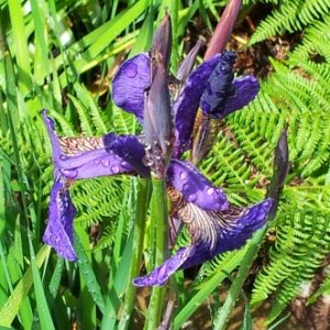 Cape Perpetua Iris