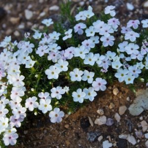 Wildflowers along the trail. North Rim, Grand Canyon