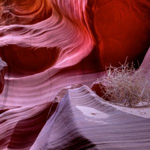 Lonely Tumbleweed, Colorful Abstract, Lower Antelope Canyon, Navaho Tribal Park