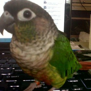 our little female conure KeKe   best little bird ever!!