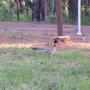 A road runner just down from are camp site !!