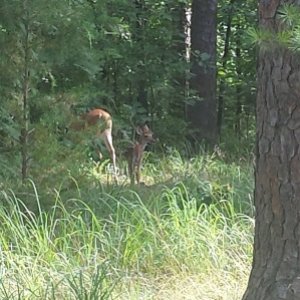 Baby deer