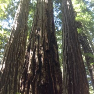 Redwoods!