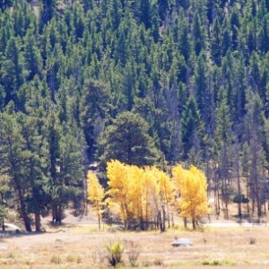 Aspen trees in RMNP