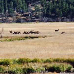 ELK herd AT Rocky Mountain Park