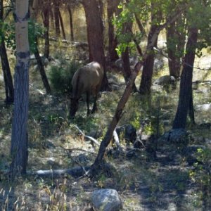 Elk in ESTE PARK CO