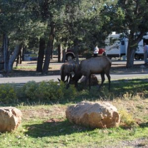 Elk at the Grand Canyon Trailer Village campground