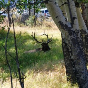 Elk in RMNP CO