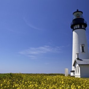 Yaquina Head