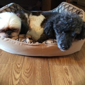 Baby - shitz tzu and  Grizzly-toy poodle