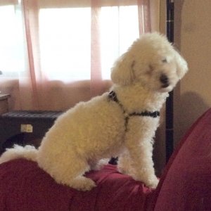 Chooie- our Youngest - miniature poodle