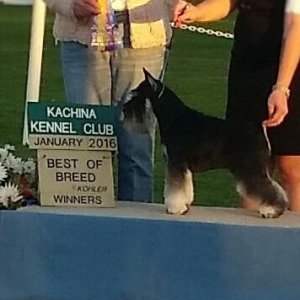 OUR TWO YR OLD MINI SCHNAUZER WINNING BEST OF BREED!