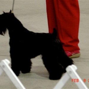 jet  OUR SIX YR OLD MINI AKC CHAMPION 
NATIONAL AND INTERNATIONAL AT 3 YRS