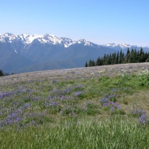 2012 Huricane Ridge, Olympic NF