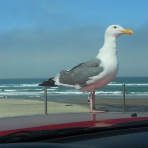 2012 Lincoln  City, Seagul