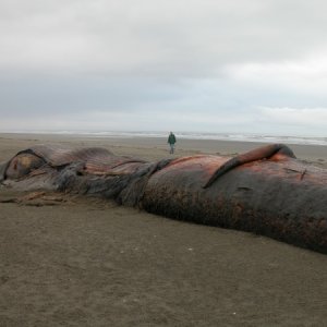 2013 Copalis Beach, Beached Whale