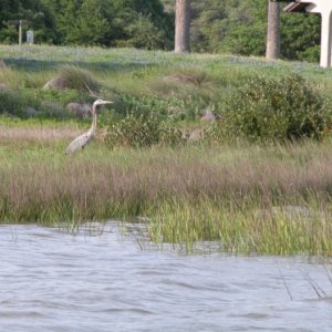 2015 Heron in Goose Island Cove