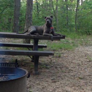 Jax my camping buddy😅👅🐺