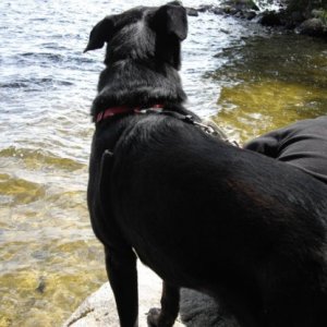 Here is my Dog Buddy, he loved camping.
He past away 6/15/2012. Rip Miss You Ole Friend.😭