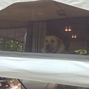 Dash enjoy the camper😊