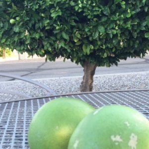 Citrus Trees @ Lazydays KOA - Tucson - Sept 2016