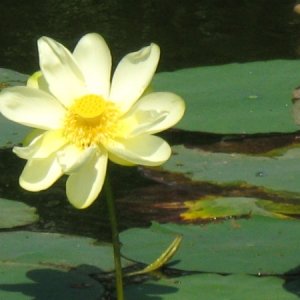 Lilypad