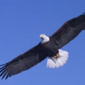 eagles3