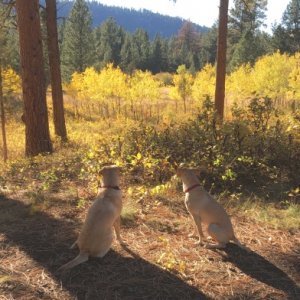 CHICA & WILLOW LOOKING FOR DEER, HARPERS LAKE, MT  SEP 2017