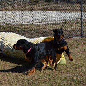 Dog park near Brenham TX