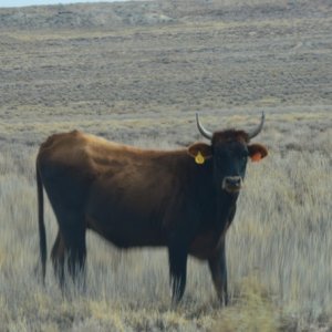 Homolovi SP, Winslow AZ- Our neighbor