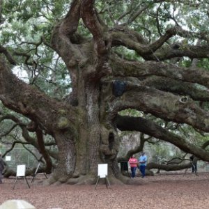 The Angel Oak in Charleston SC