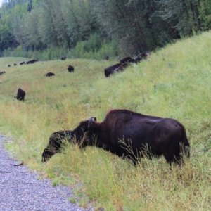 a lot of bison