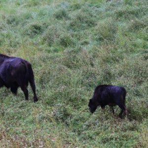 mom and calf