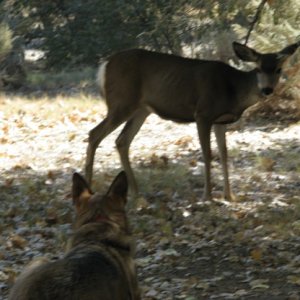 our dog and a deer. I think thay would have played but didn't  no how to start. This lasted for 10 minutes or more then both slowly walked away. gemma