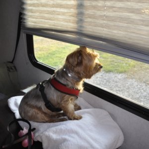 Zoe the camper dog