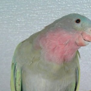 Calypso, princess of wales parakeet