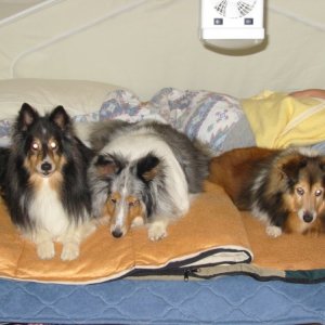 Mocha, Sasha, Jessica in Roo