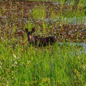 Heyburn State Park, Idaho 2019