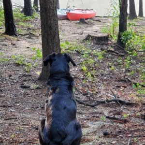 Nikki keeping an eye on our new neighbor