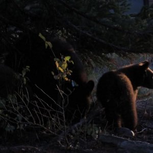 Grizzly cubs outside our canper