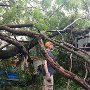 60-80' walnut tree fell on it summer 2020.  Ours prevented the two nearby from getting more damage.  We've since switched lots to one without trees su