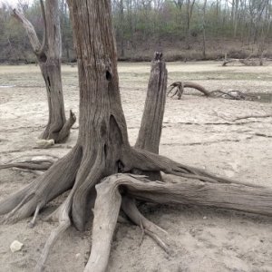 Water-worn trees