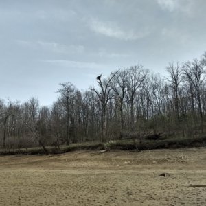 Eagle nest over dried lake bed