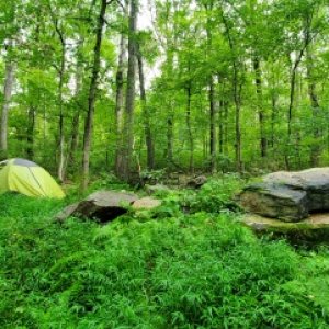 Wooded camping