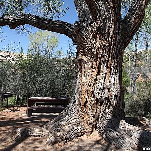 World's largest cottonwood tree - Deer Creek Campground