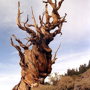 Bristlecone pine tree in the White Mountains